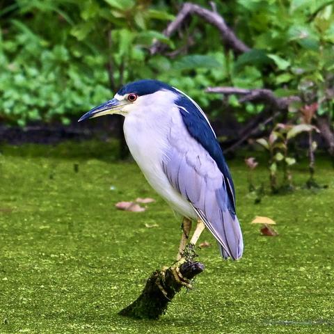 A black-crowned night heron perched on a branch sticking out of an algae-covered pond. The bird has a black cap atop its white-feathered head. Its breast and belly are white. Its wings are gray, and its back is covered with dark feathers. Its eyes are dark orange and its legs are yellow. The background is out-of-focus leaves and foliage on the bank of the pond.
