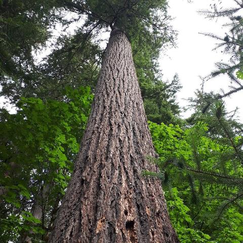 a tall old Douglas Fir tree is in the centre of the photo and you are looking up into the green canopy of leaves/needles. The sky is overcast. 