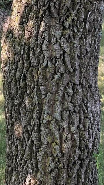 A section of the main trunk showing gray, bumpy bark.  