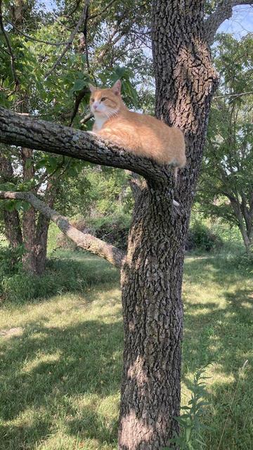 An orange and white cat lounges on an almost horizontal branch about 7 feet (2.1 m) above the ground.  Tree casts a very light shade.  