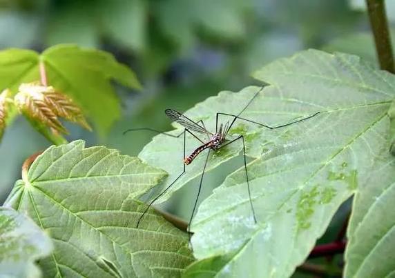 Aedes aegypti mosquito the species responsible for transmitting dengue.jpg