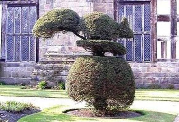 Topiary shrub with a squirrel shaped into the top portion.