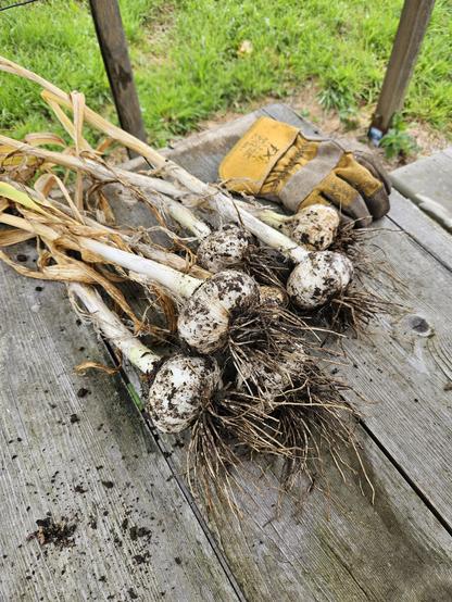 Freshly harvested elephant garlic laid out on a grey, weathered allotment bench, with a large glove behind for scale. The bulbs are getting on for the size of cricket balls.