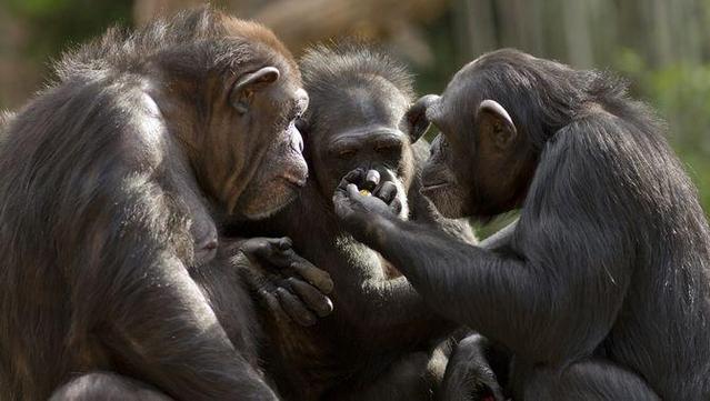 Un grup de ximpanzés gesticulant (iStock)