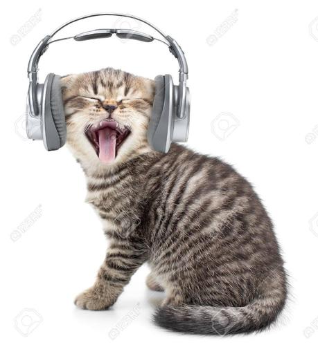 headphone music 36743407 singing funny cat or kitten in headphones listening music