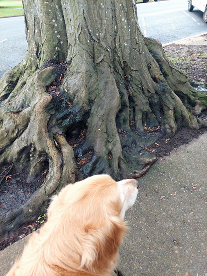 A Golden Retriever stands on a concrete sidewalk next to the gnarly roots of a street tree.
