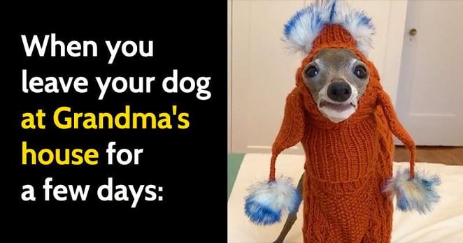 Text: When you leave your dog at Grandma's house for a few days:

image of an unhappy dog in a bizarre knitted outfit with bobbles