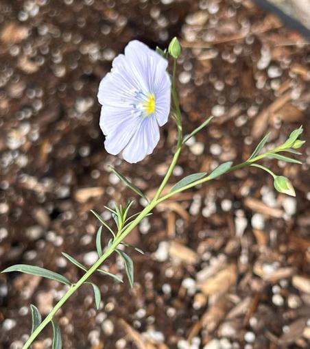 Close-up photo of a small delicate blue flax flower against an out-of-focus brown background. The petals are white with soft blue accents and a bright yellow center.