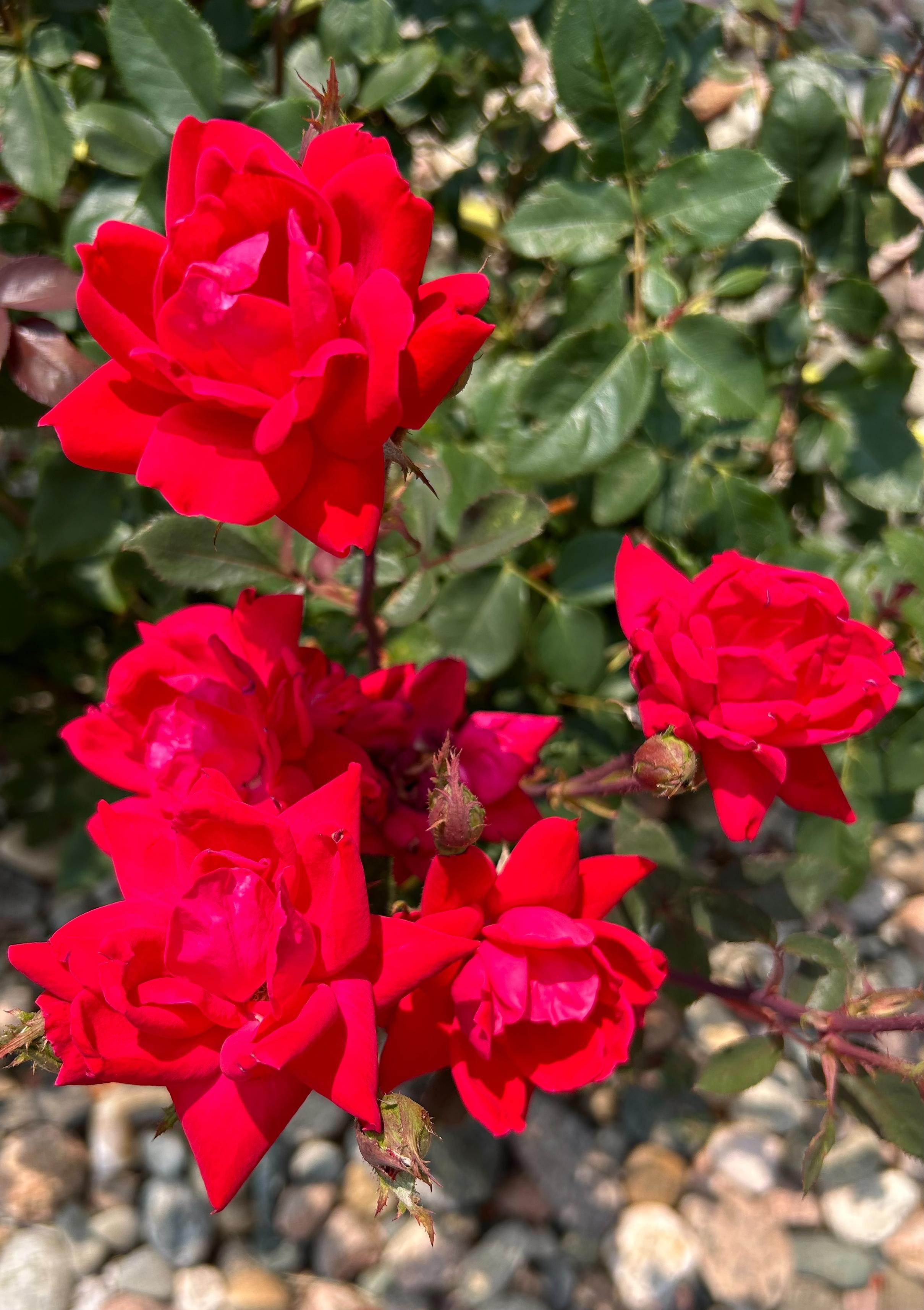 Close-up photo of a cluster of red roses against the backdrop or dark green leaves.