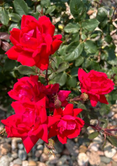 Close-up photo of a cluster of red roses against the backdrop or dark green leaves. 