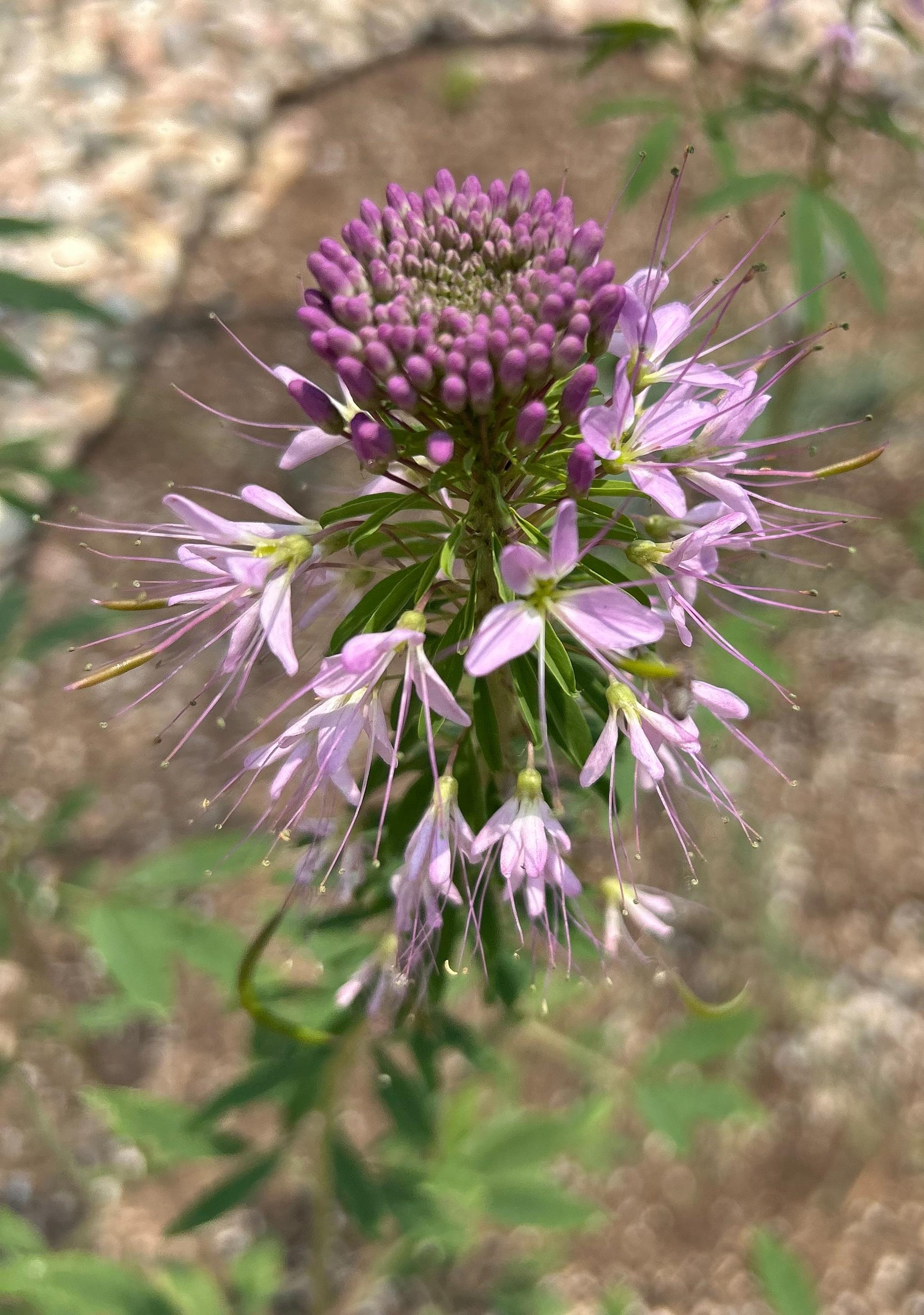 Close-up photo of a blossom from a Rocky Mountain bee plant. The blossom has soft purple petals below darker purple pods in the center.