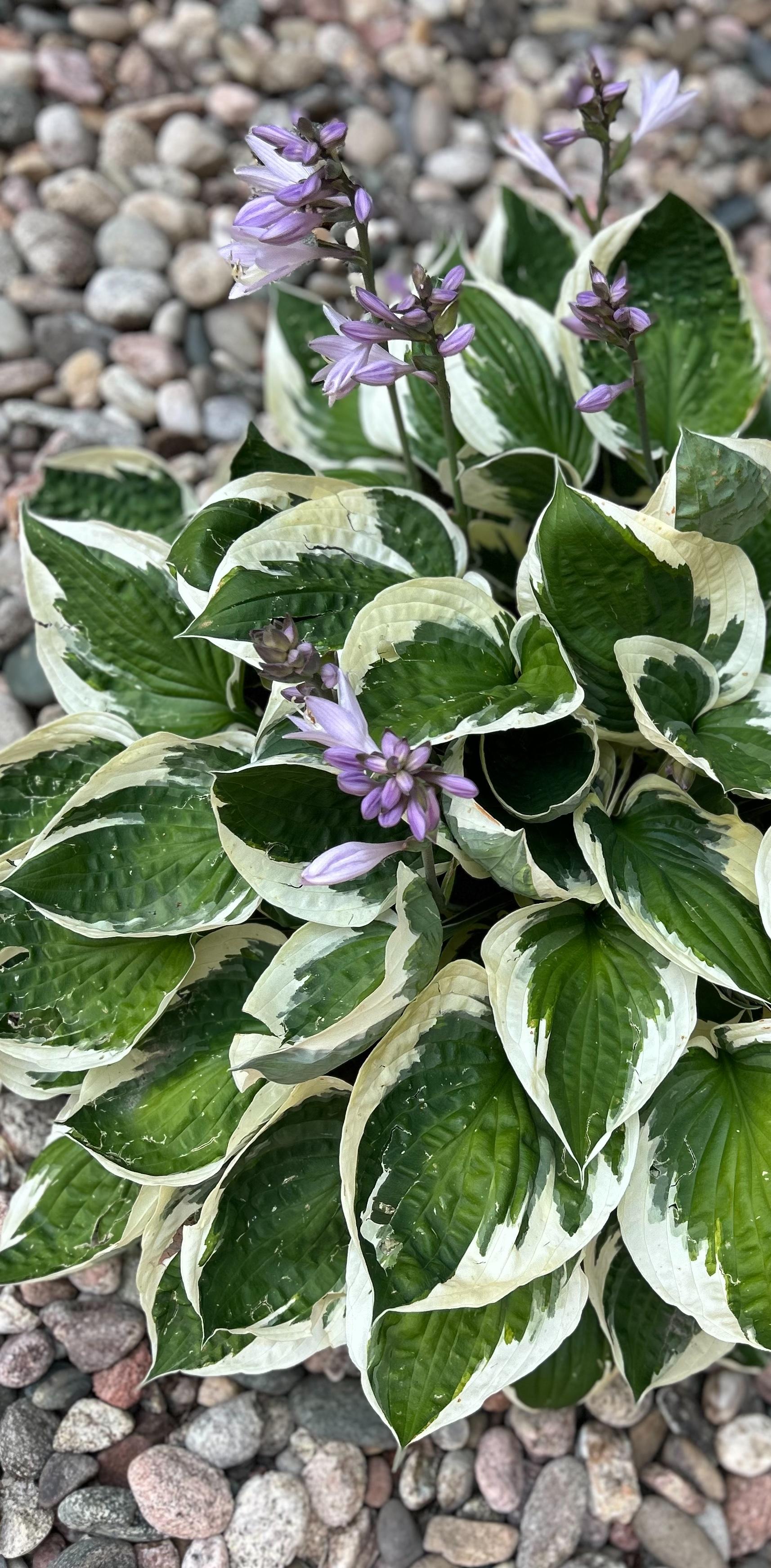 Close-up photo of a hosta plant, consisting of large, wide green and white leaves. Extended above the leaves are stalks of pale purple blossoms. Out-of-focus river rocks are in the backyard