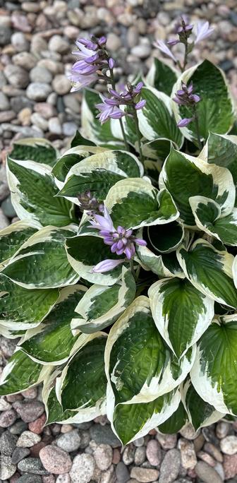 Close-up photo of a hosta plant, consisting of large, wide green and white leaves. Extended above the leaves are stalks of pale purple blossoms. Out-of-focus river rocks are in the backyard 