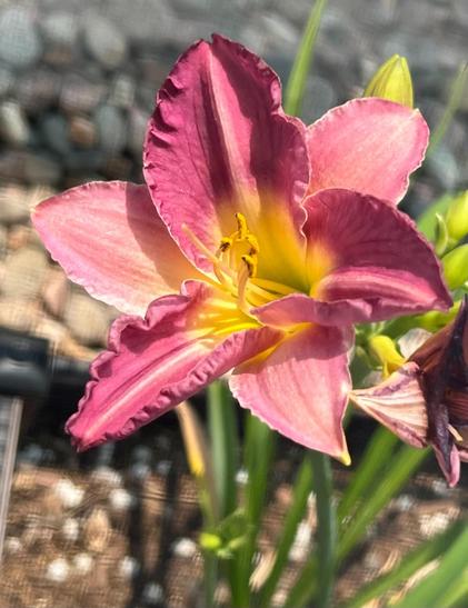 Close-up photo of a daylily bloom. It has deep pink petals around a bright yellow center. 