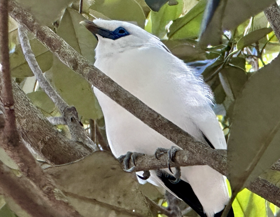 A nearly all white bird in a small tree