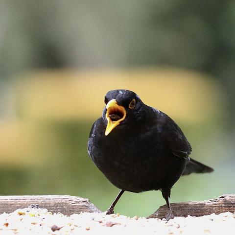Photo of a Blackbird with the beak wide open displaying one Sultana about to be swallowed.
Sultanas are the absolute hit with my local Yorkshire Blackbirds. 
A couple of days ago I did try to feed Sultanas to some Blackbirds in a garden in Germany. They were totally ignored.