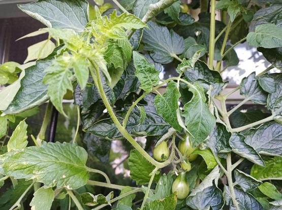 Ein Tomatenpflanzenzweig mit kleinen grünen Tomaten und dichten, dunkelgrünen Blättern. Der Trieb hat an der Spitze neue Blätter und Blütenansätze. Im Hintergrund sind weitere Pflanzenteile und ein verschwommener Fensterrahmen zu sehen.