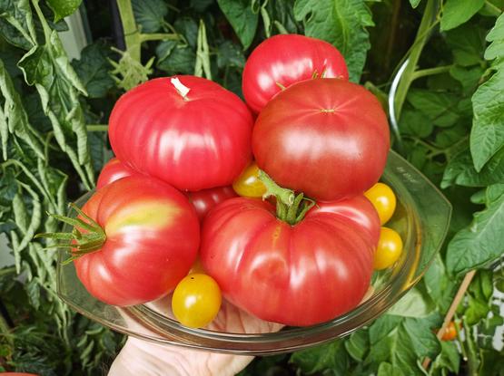 Rote Fleischtomaten in einer Glasschüssel, gehalten von einer Hand. Im Hintergrund grüne Blätter von Tomatenpflanzen. Zwischen den großen roten Tomaten sind kleine gelbe Kirschtomaten zu sehen. Die Tomaten haben eine glänzende Oberfläche und variieren leicht in Form und Größe.