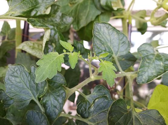 Ein Tomatenzweig mit frischen, grünen Blättern und einem neuen Trieb, der aus einem Blattknoten wächst. Die Blätter sind kräftig und dunkelgrün, der neue Trieb ist heller und kleiner. Im Hintergrund sind weitere Tomatenblätter und verschwommene Fensterrahmen erkennbar.