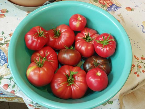 Mehrere rote und eine dunkelbraune Fleischtomaten in einer großen, türkisfarbenen Schüssel. Die Tomaten variieren in Form, Größe und Farbnuancen. Die Schüssel steht auf einem Tisch mit einer gemusterten Tischdecke, die Früchte und andere Motive zeigt.