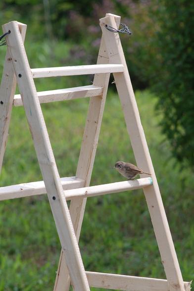 A wooden ladder made of narrow pieces of wood.  The wood is a very light tan color.  Green background.   A small brown bird is perched on one of the rungs.