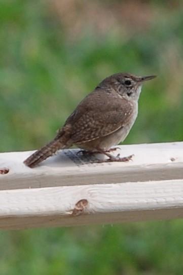 A closer view of the small brown bird.  It is standing flat-footed on a piece of clean, new wood. 