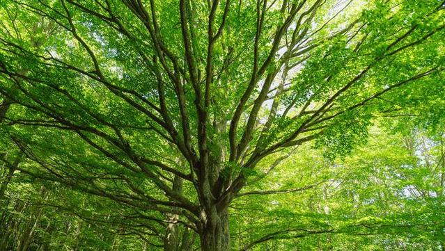 Els arbres capten més metà del que alliberen i els responsables són els microorganismes presents a l'escorça (Galdric Mossoll)