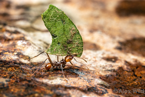 Photograph of a spiny red and black ant with long legs carrying a dirt-covered cut leaf across a rusty-looking substrate.