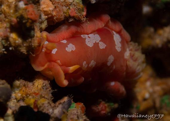 A hand-sized pink sea slug marked with white splotches clinging to a reef wall.