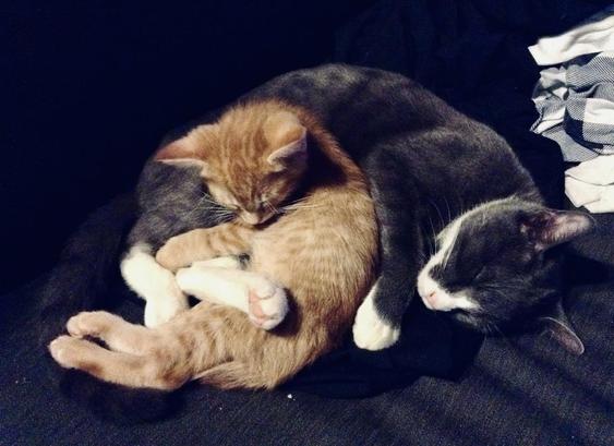 A ginger tabby kitten curled up with an adult grey tuxedo cat 