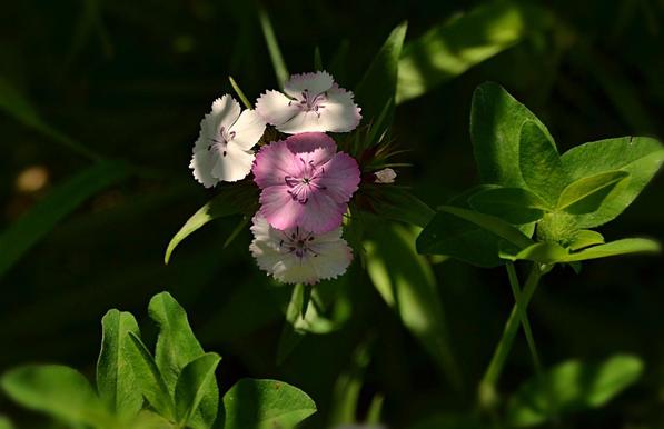 Just opening flower head of Sweet William with a pale pink and several white flowers, each one presents a flat face of 5 petals, with serrated edges; against dappled to deeply shaded foliage, including leaves of pink field clover (T. pratense).