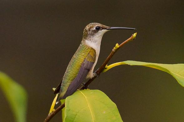 A female Ruby-throated Hummingbird in profile at the top of a bush as the sun sinks behind the trees.