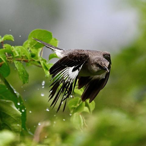 A northern mocking bird taking to flight off a plant. The bird's black wings with white patches are visible next to its gray head and body. Beads of water spray from the plant, which is green and out-of-focus in the background.