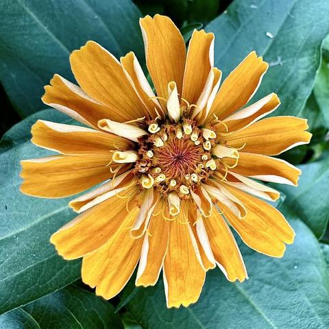 A photo I took a couple of days ago in a Garden Center of a bright yellow flower called Zinnia.
Looking down at the flower.
Beautiful warm yellow, some petals are just in the process of unfolding. 