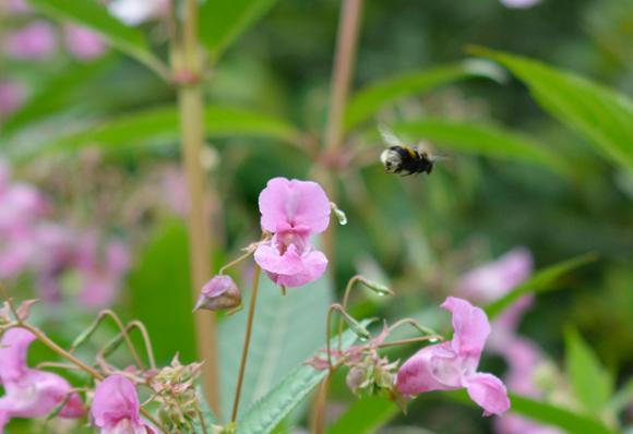 A bee in flight, approaching the pinky-purple flower of a Himalayan Balsam plant.
