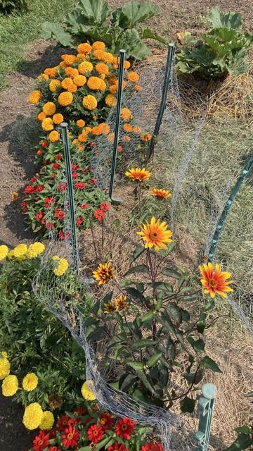 A flower bed with yellow and orange marigolds and red zinnias on the left.  On the right, surrounded by chicken wire, a few Burning Heart plants with flowers.  
