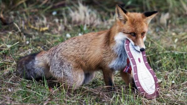 Das Foto zeigt einen Fuchs mit einem Schuh im Maul