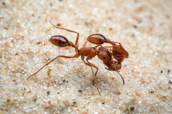 Photograph of a running red ant in side view on what looks like beach sand, her skin with a corduroy texture and a very shiny raised abdomen, holding a curled up ant in her mandibles.