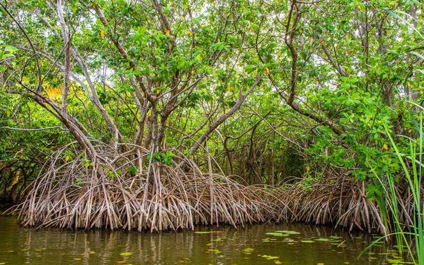Paysage de mangrove, petits arbres aux importants systèmes racinaires apparents
