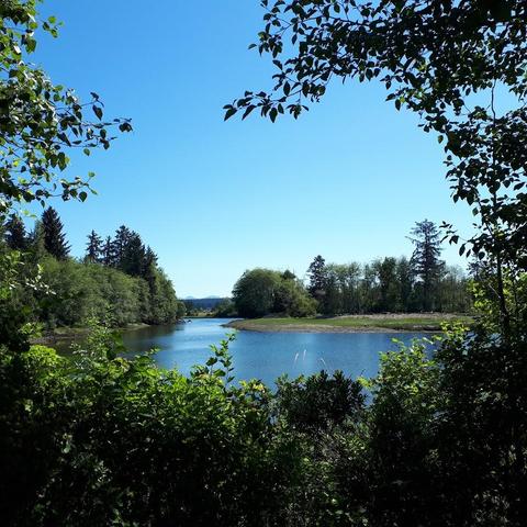 the estuary of the Campbell River is in the centre of the photo with the Mill Pond and low bank restoration. Trees crowd the foreground and can be seen in the background. Two mountains peak out in the distance over Quadra Island. The sky and river are blue, the rest is a sea of green. 