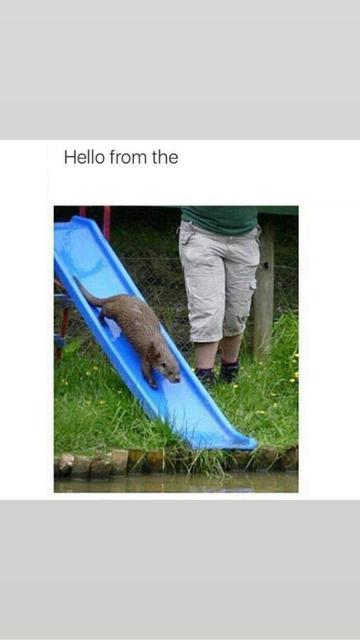 Otter sliding down a blue playground slide into water. Text above reads, 