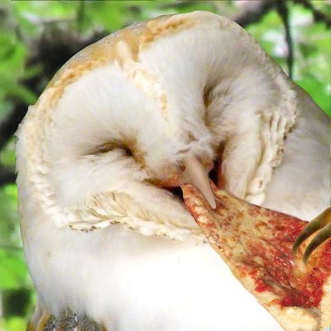 barn owl eating a slice of pizza looks delighted
