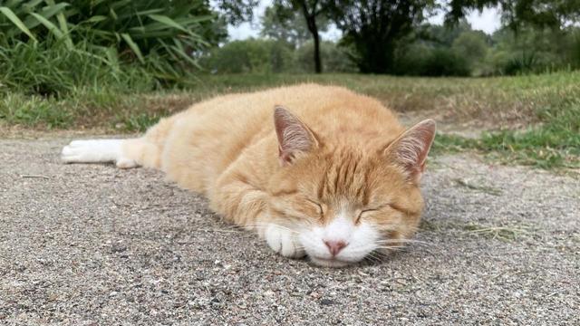 During the twilight hour, an orange cat with a white face lies flat on a sidewalk.  The cat has its eyes tightly closed.  