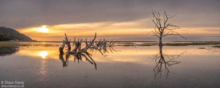 Skeletal trees and hedges against a colourful sunset reflected in a flooded marsh. 