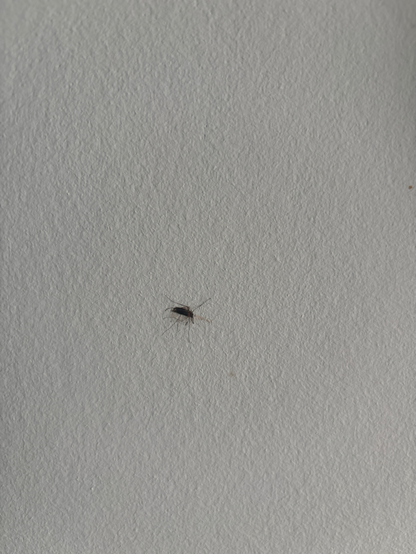White wall with a squished mosquito