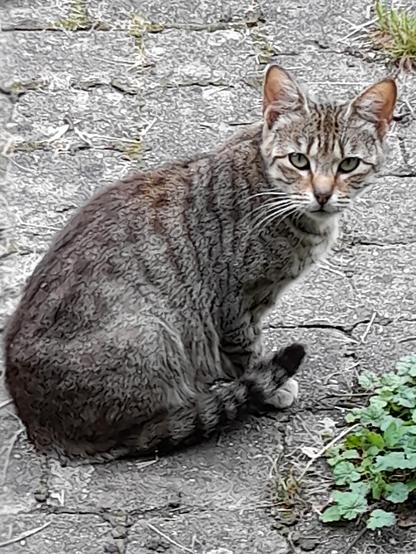 The mother cat. She has a coat similar to a wild cat's and a black-grey curled tail. Unfortunately, she is very malnourished and has Coryza like her kittens.