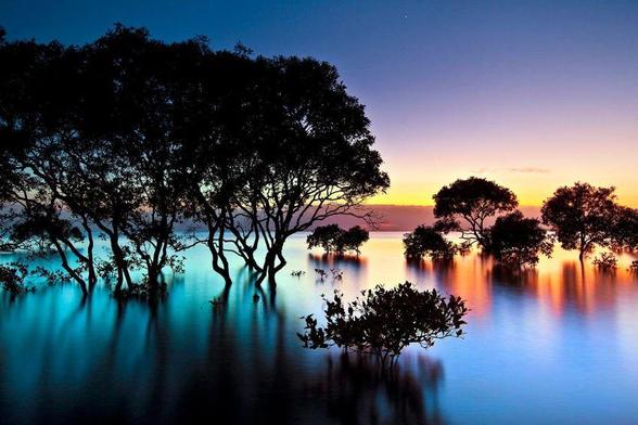 Paysage de mangrove au coucher du soleil (photo Getty Images)