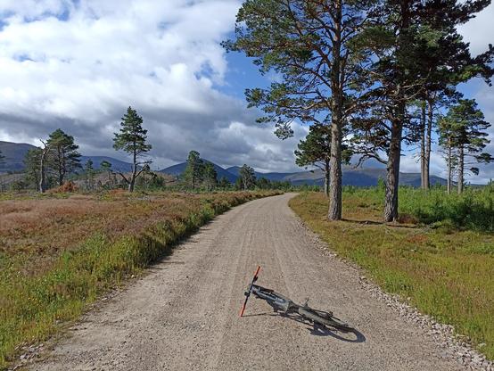 Track with Scots Pine and mountains in distance.
