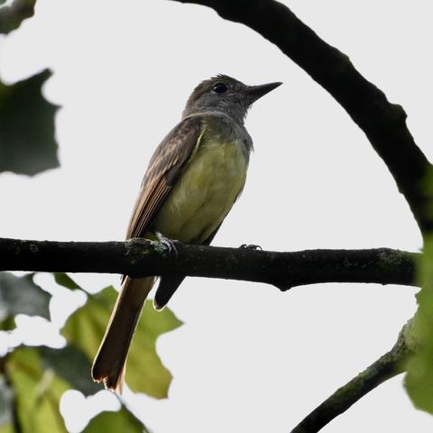 A great-crested flycatcher perched on a tree branch. The bird has tan wings with orange barring, a lemon-yellow belly, and a gray head and throat. The background is out-of-focus sky.