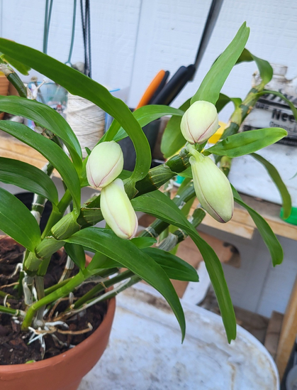 Four large flower buds on a Dendrobium nobile orchid.